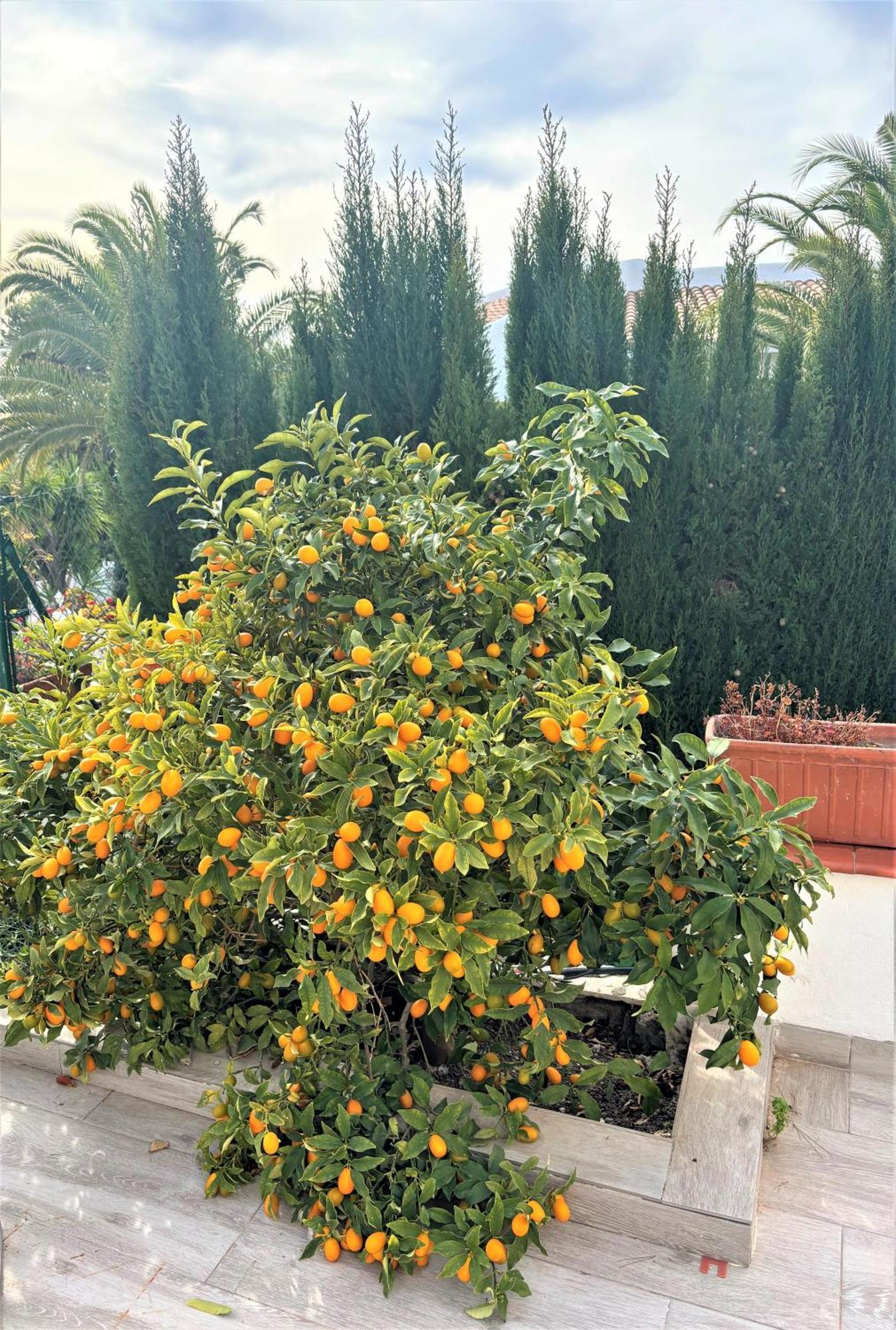 Villa Esmeralda Altea la Vieja Exteriör bild